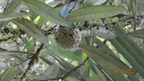 Duguetia odorata (Fragrant duguetia) — photo