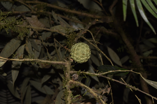 Duguetia odorata