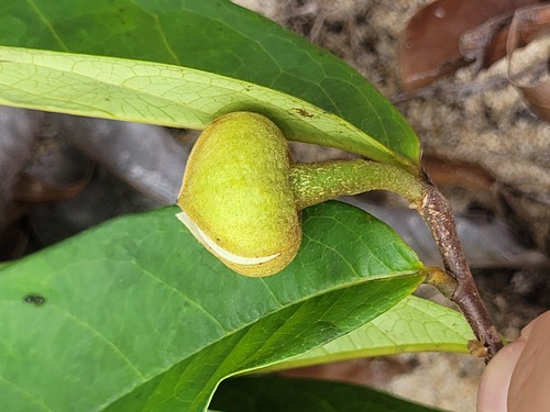 Duguetia riparia — photo