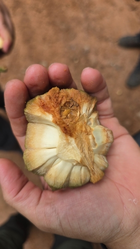 Duguetia salicifolia (Pindaiba) — photo