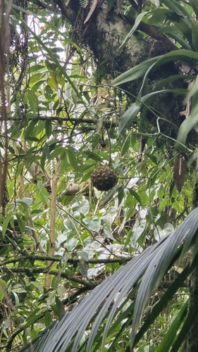 Duguetia salicifolia (Pindaiba) — photo