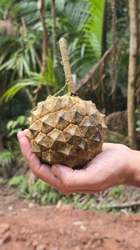 Duguetia salicifolia