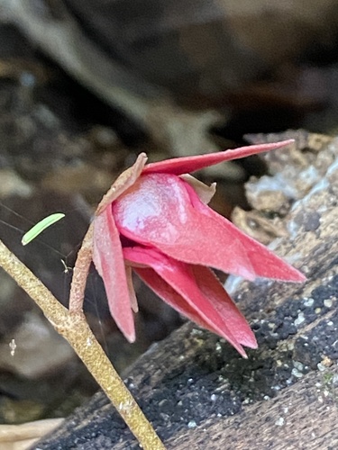 Duguetia sessilis — photo