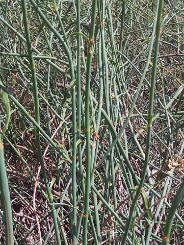 Duma florulenta — photo