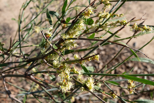 Duma florulenta — photo