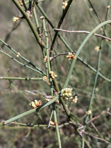 Duma florulenta