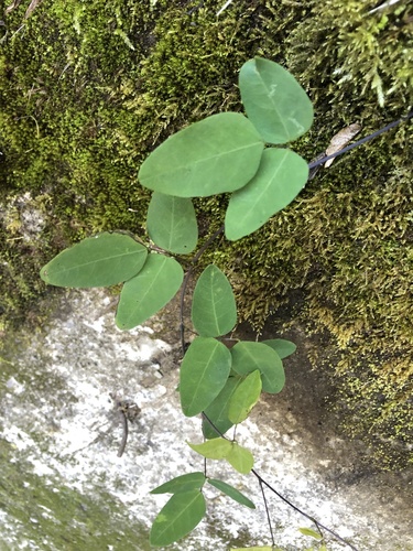 Dumasia truncata (Wild black bean) — photo