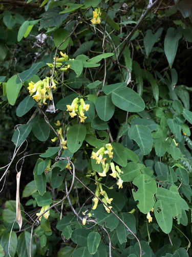 Dumasia truncata (Wild black bean) — photo