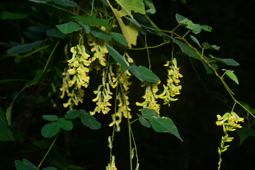 Dumasia villosa var. leiocarpa — photo