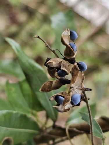 Dumasia villosa var. leiocarpa — photo