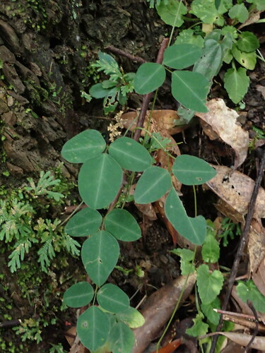 Dumasia villosa var. leiocarpa