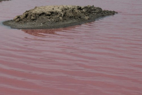 Dunaliella salina (Dunaliella) — photo