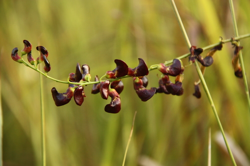 Dunbaria bella — photo