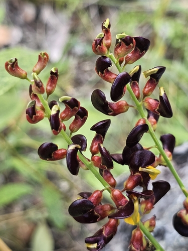 Dunbaria bella — photo