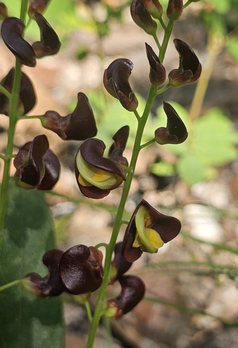 Dunbaria bella