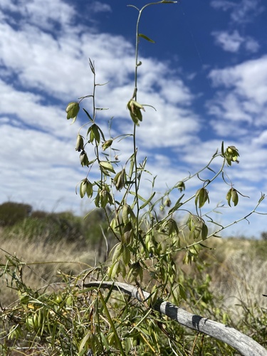 Duperreya commixta (Bush bean) — photo