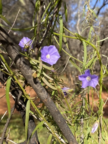 Duperreya commixta (Bush bean) — photo