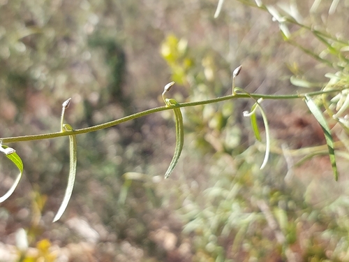Duperreya commixta