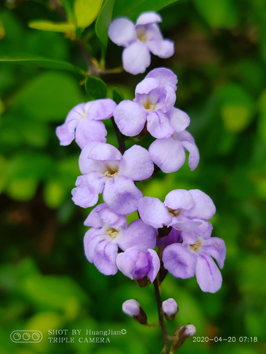 Duranta erecta (Golden dewdrop) — photo