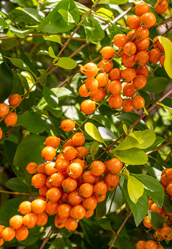 Duranta erecta (Golden dewdrop) — photo