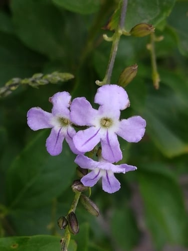 Duranta erecta