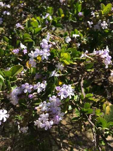 Duranta triacantha (Chivo caspi) — photo