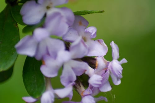 Duranta triacantha (Chivo caspi) — photo