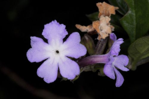 Duranta triacantha