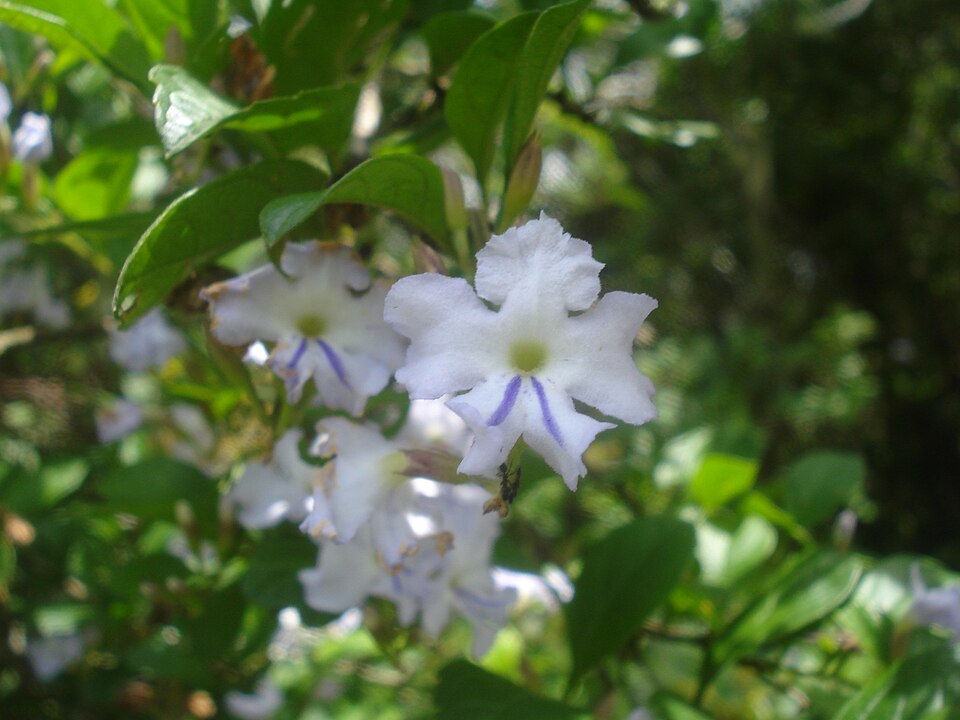 Duranta vestita (Baiju-de-jacu) — photo
