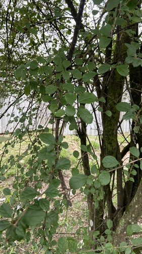 Duranta vestita