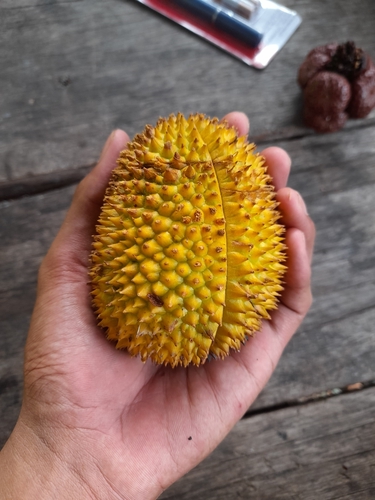 Durio carinatus (Durian hutan) — photo