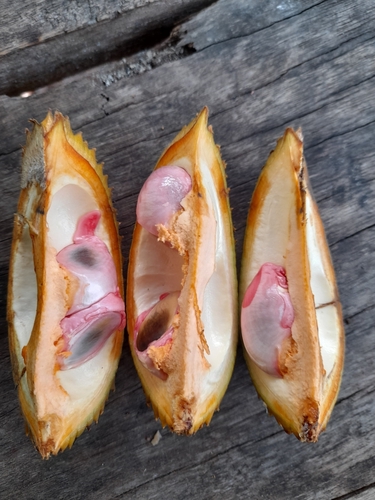 Durio carinatus (Durian hutan) — photo