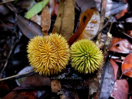 Durio carinatus