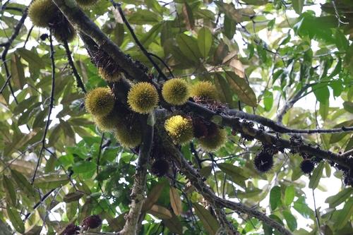 Durio ceylanicus (Ceylon durian) — photo