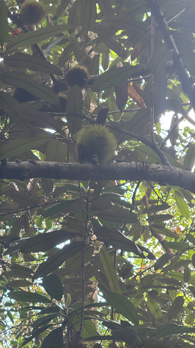Durio ceylanicus (Ceylon durian) — photo