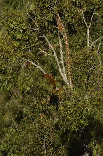 Durio ceylanicus