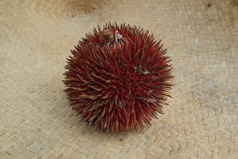 Durio dulcis (Durian meragang) — photo
