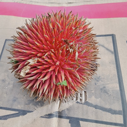 Durio dulcis