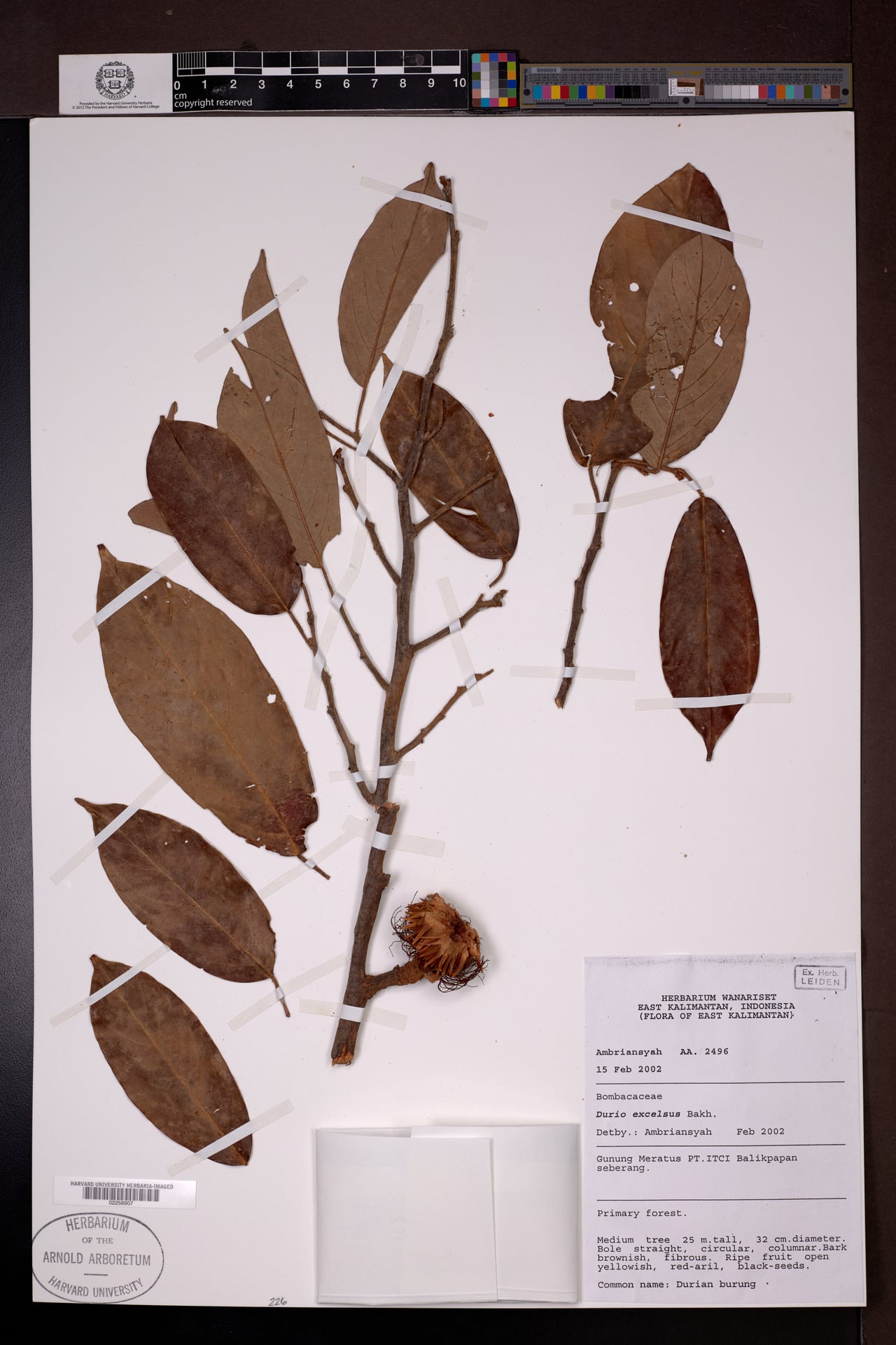Durio excelsus (Durian munyit) — photo