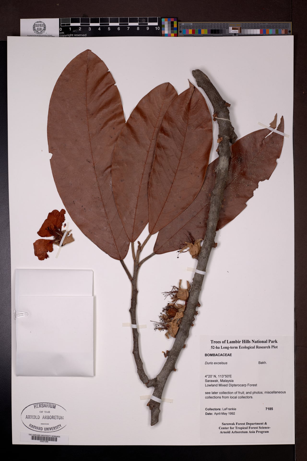 Durio excelsus (Durian munyit) — photo