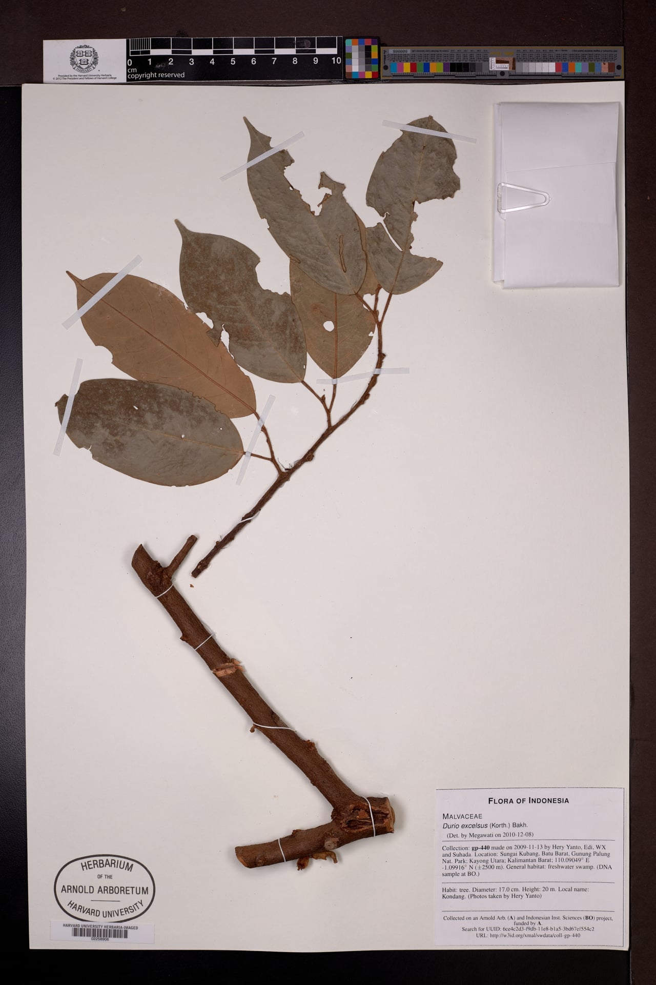 Durio excelsus