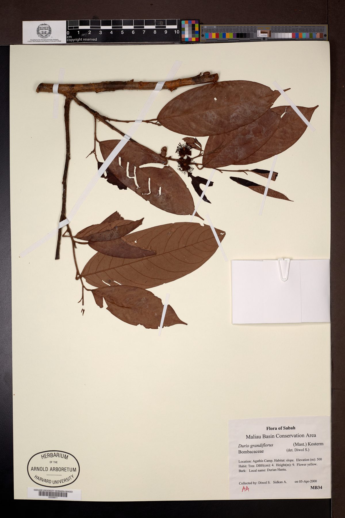 Durio grandiflorus (Durian munjit) — photo
