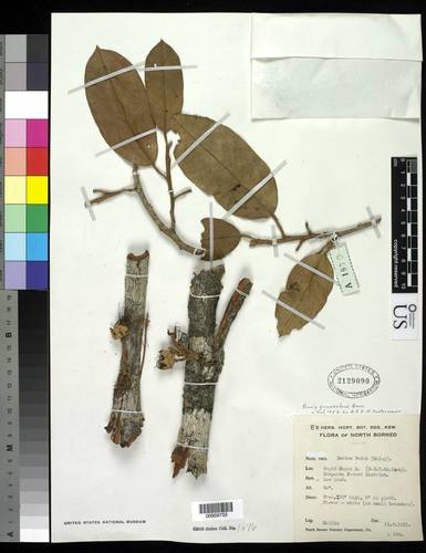Durio graveolens (Red-fleshed durian) — photo