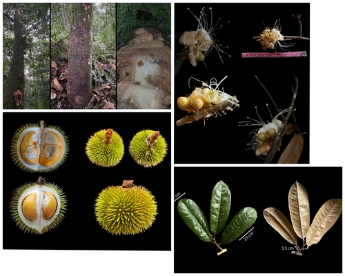 Durio graveolens (Red-fleshed durian) — photo