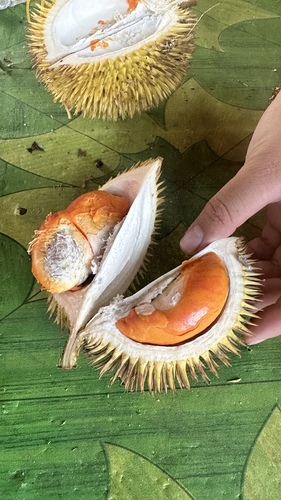 Durio graveolens