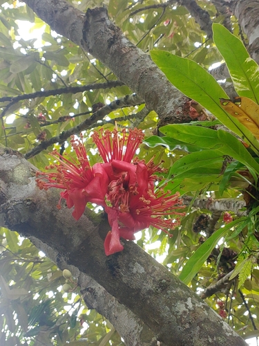 Durio kutejensis (Durian pulu) — photo