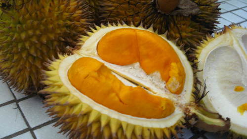 Durio kutejensis