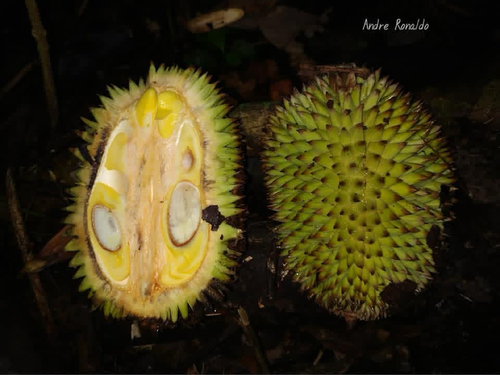 Durio kutejensis (Durian pulu) — photo