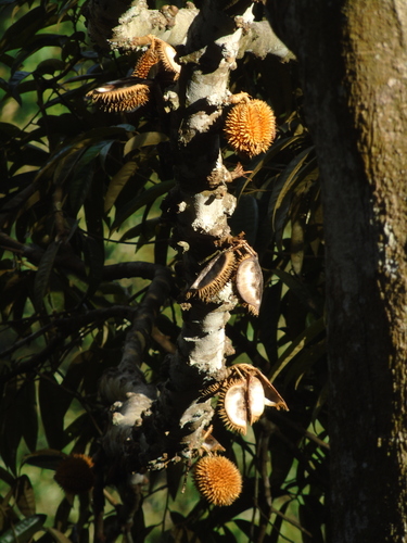 Durio lanceolatus