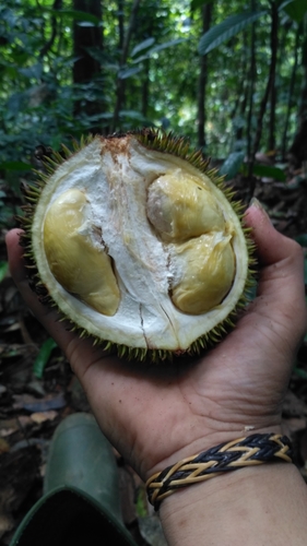 Durio lowianus (Durian sepeh) — photo